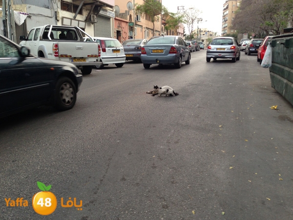 catinsheftyysraeal (5).JPG